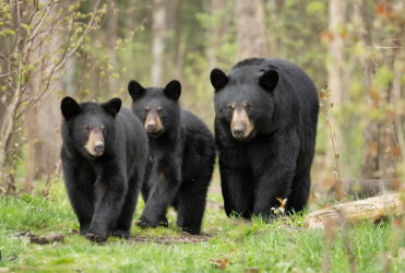 Bear Sightings in Gate City